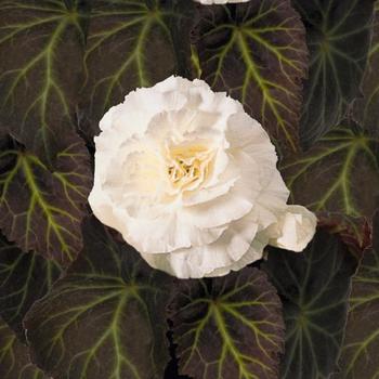 Begonia x tuberhybrida 'Mocca White' 
