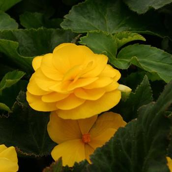 Begonia x tuberhybrida 'Mocca Yellow' 