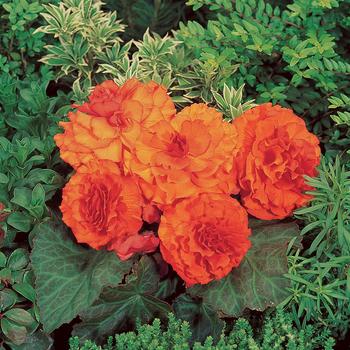 Begonia x tuberhybrida 'Orange' 