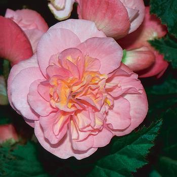 Begonia x tuberhybrida 'Pink' 