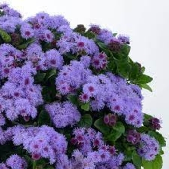 Ageratum houstonianum