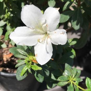 Rhododendron 'White Lace' 