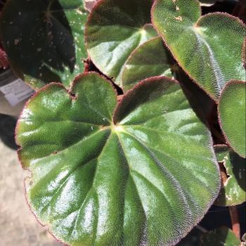 Begonia acetosa