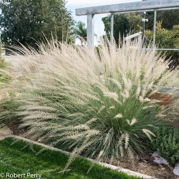 Muhlenbergia dubia