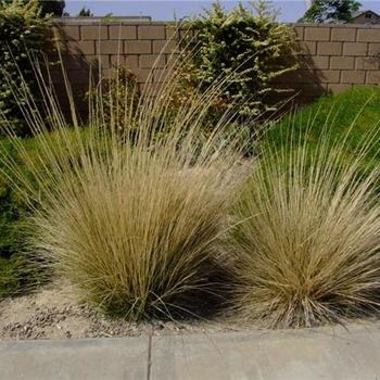 Muhlenbergia rigens