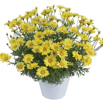 Argyranthemum 'Buttermint' 