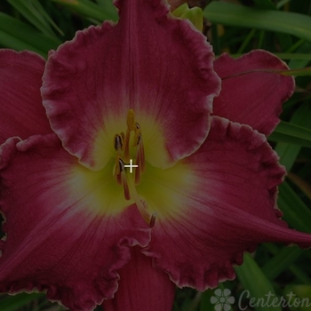 Hemerocallis 'Francis of Assisi' 