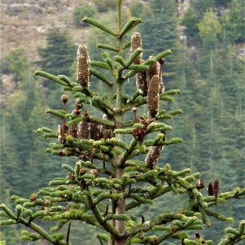 Abies cilicica