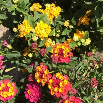 Lantana 'Paparazzi' 