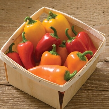 Capsicum annuum 'Lunchbox Mix' 