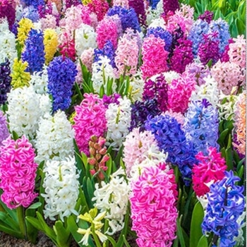 Hyacinthus orientalis 'Blue Jacket' 