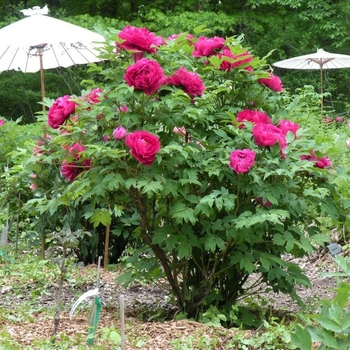 Paeonia suffruticosa 'High Noon' 