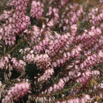 Erica carnea 'Pirbright Rose' 