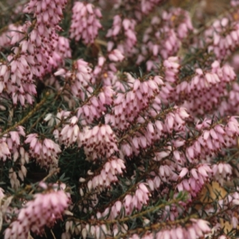 Erica carnea 'Pirbright Rose' 