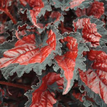 Begonia rex-cultorum Shadow King® 'Black Cherry'