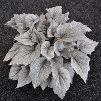 Begonia rex-cultorum Shadow King® 'Cool White'