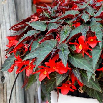 Begonia Summerwings® 'Dark Elegance'