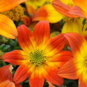 Bidens ferulifolia 'Painted Red' 