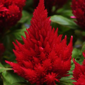 Celosia plumosa 'Ice Cream Cherry' 