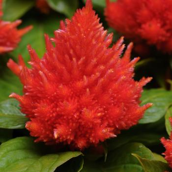 Celosia plumosa 'Ice Cream Orange'