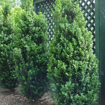 Buxus sempervirens 'Dee Runk' 