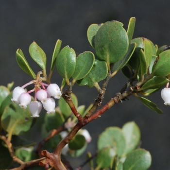 Arctostaphylos nevadensis