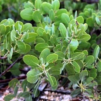 Arctostaphylos patula