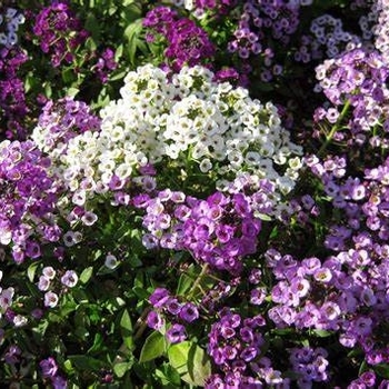 Lobularia 'Silver Stream™' 