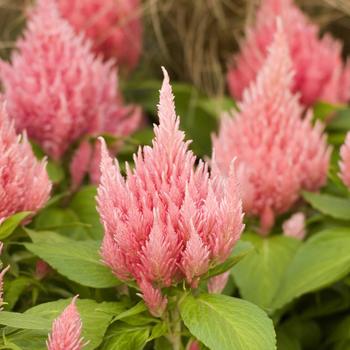 Celosia plumosa 'Ice Cream Pink'