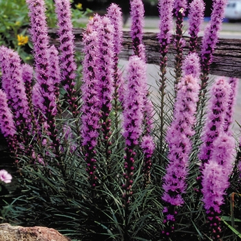Liatris spicata