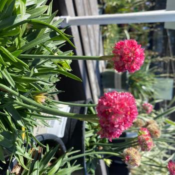 Armeria pseudarmeria 'Dream Weaver' PP30600