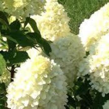 Hydrangea paniculata 'SMHPMWMH' 