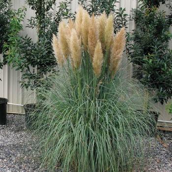 Cortaderia selloana 'Blue Bayou'