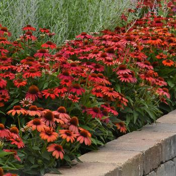 Echinacea 'Ombre Red' 