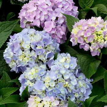 Hydrangea macrophylla 'GreSO' 