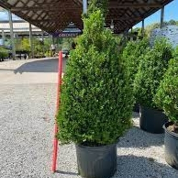 Buxus 'Vantage Point' 