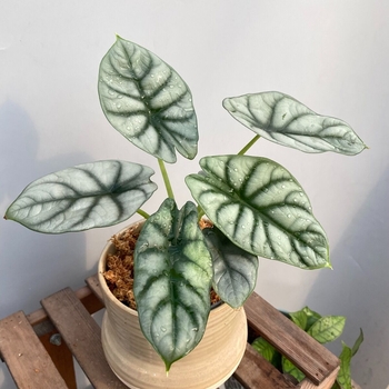 Alocasia 'Silver Dragon' 