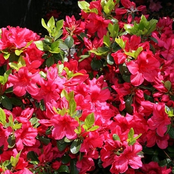 Rhododendron Girard hybrid 'Girard Scarlet' 