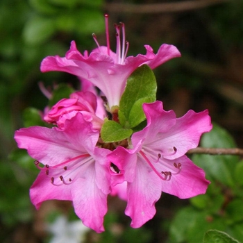 Rhododendron kiusianum 'Komo Kulshan' 