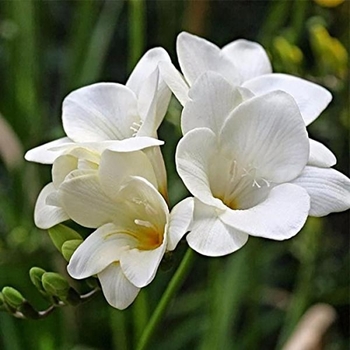 Freesia 'Blue Sky' 