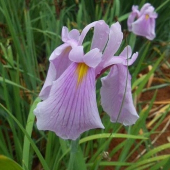 Iris ensata 'Rose Queen' 