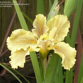 Iris 'Wow Factor' 