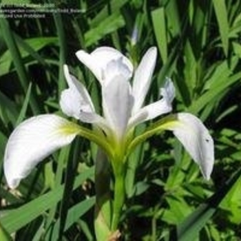 Iris versicolor 'Murrayana' 