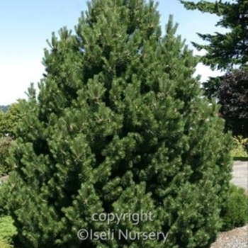Pinus mugo 'Green Candle' 