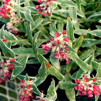 Pulmonaria 'Raspberry Frost' PPAF