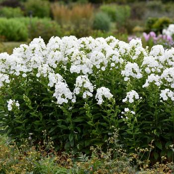 Phlox paniculata 'Backlight' 