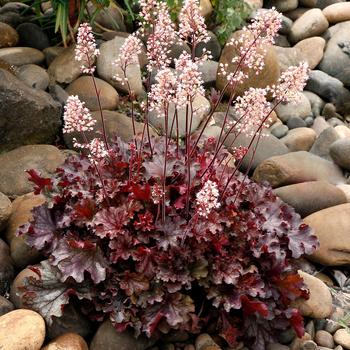 Heuchera 'Ruby Tuesday' 