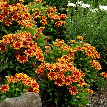 Gaillardia x grandiflora 'Sun Devil'