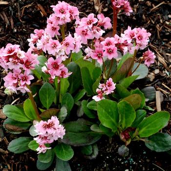 Bergenia 'Pink Dragonfly'