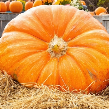 Cucurbita maxima 'Big Moon' 